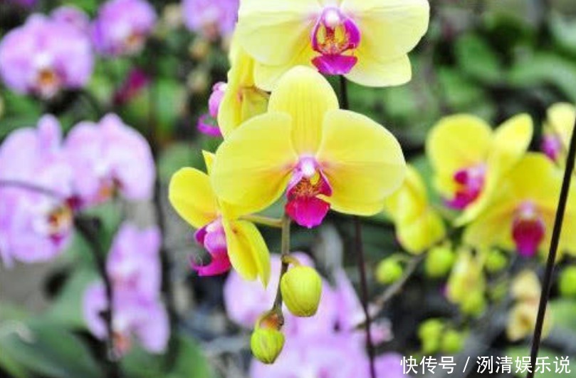 月季|3种漂亮花,是花卉中的“佼佼者”,谁看了都想养,一养就上瘾!