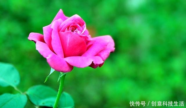 高手如何养月季花赶快记住这几点,枝干粗壮,花开的也美!