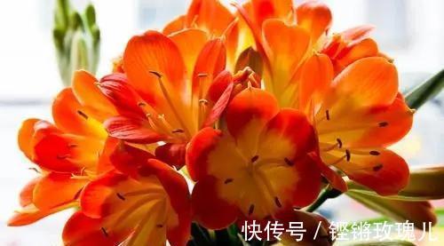 不会养君子兰，记住5个技巧，盆盆长爆盆，棵棵开花艳