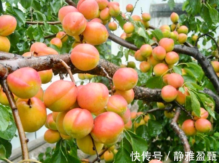 水果|比苹果功效更好的水果,能防高血压,预防感冒,润肺,不妨一试