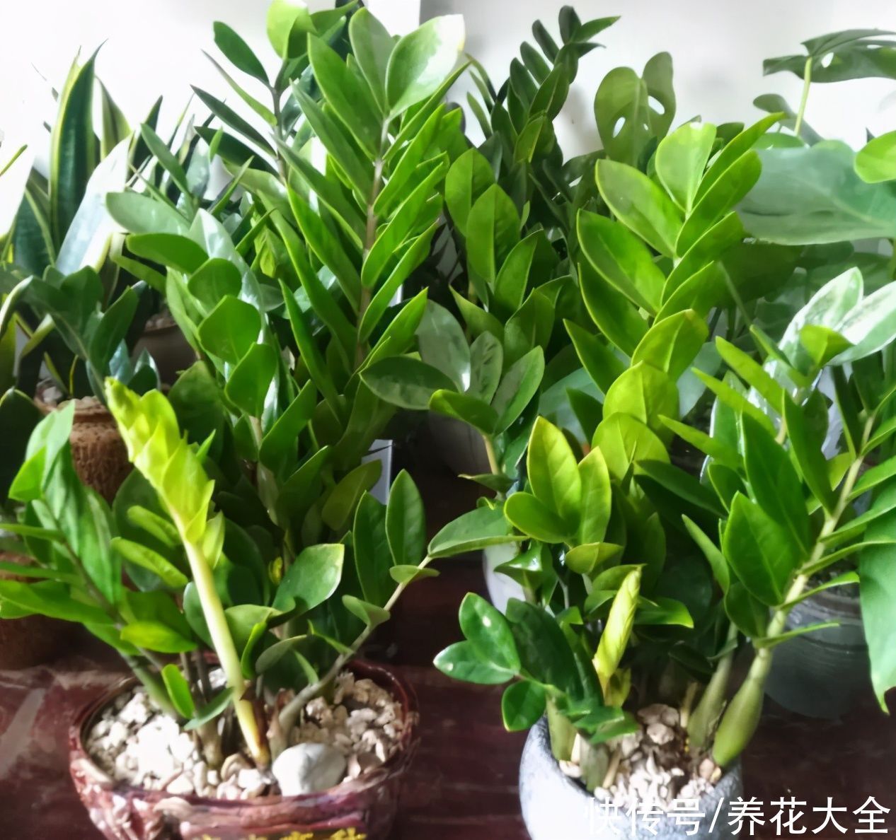 橡皮树|养花就怕乱浇水，越浇死得越快，赶紧住手