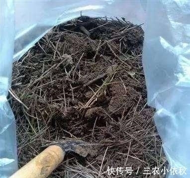 万能土|你家附近有这种树吗?树下挖几铲,就是“万能土”,养啥花也旺