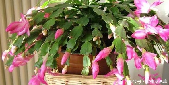 虎刺梅|看一眼就想买回家的花, 好看又好养, 看看它们都是谁!