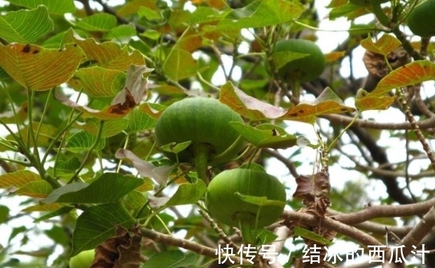 世界上最“不能招惹”的树,砍不得碰不得,见到都要绕路走