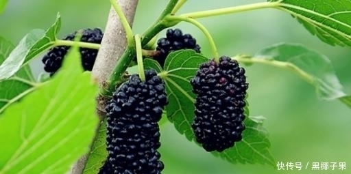 可口|农村这种果子，酸甜可口又营养，补肝益肾效果好，看见可别流口水