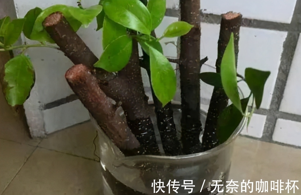 大蒜|别花钱买生根水给植物泡了,拿这些代替,既有趣又实用