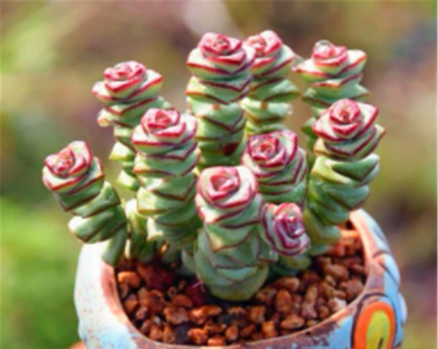 爆盆|喜欢爆盆的肉友,不妨选择这3款多肉,颜色绚丽长得快