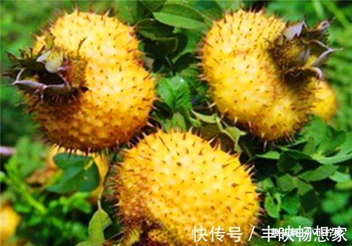 补肾|秋季养生正当时,多吃4种食物,能保肝补肾,改善体质,早吃早好