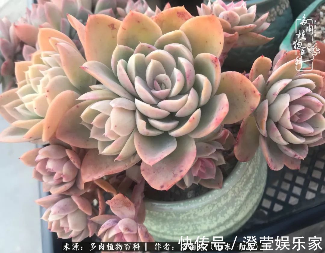 吉娃娃|我和我的“多肉恋人”,怎么样有没有惊艳到你!