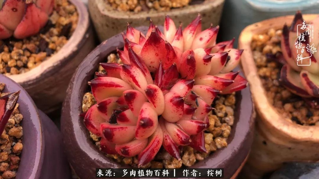 多肉度夏经验谈四季皆露养,兢兢业业养肉三年半!