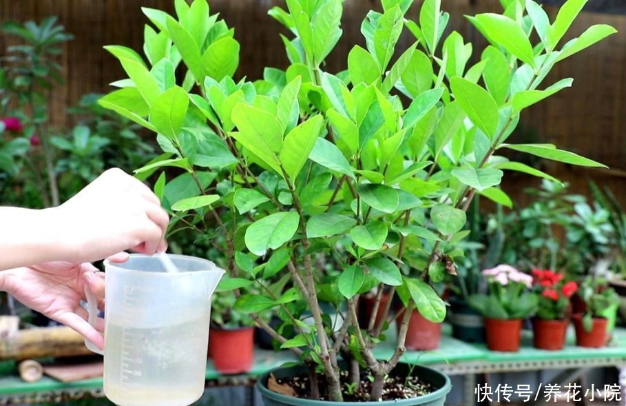 3种喜酸性的花，容易出现黄叶子，要勤浇“酸水”