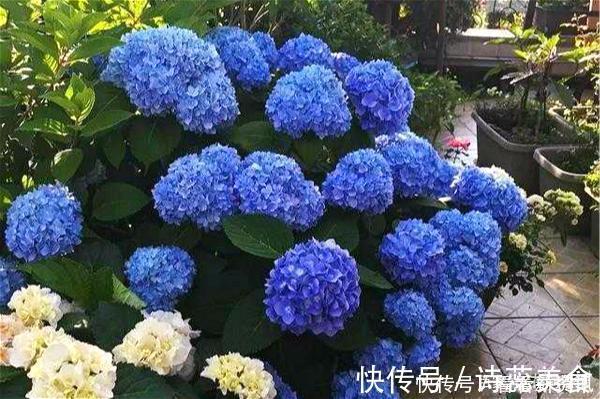 司凤为璇玑种的蓝色八仙花，现实你也能养，开花仙气十足，太美了