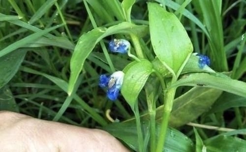 此种“野草”不多见，被称为“鸭跖草”，珍贵、值钱，请勿忽视