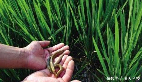 稻田里面|“藏”在稻田里的4种美味,不是只有稻花鱼,全吃过的,才算吃货