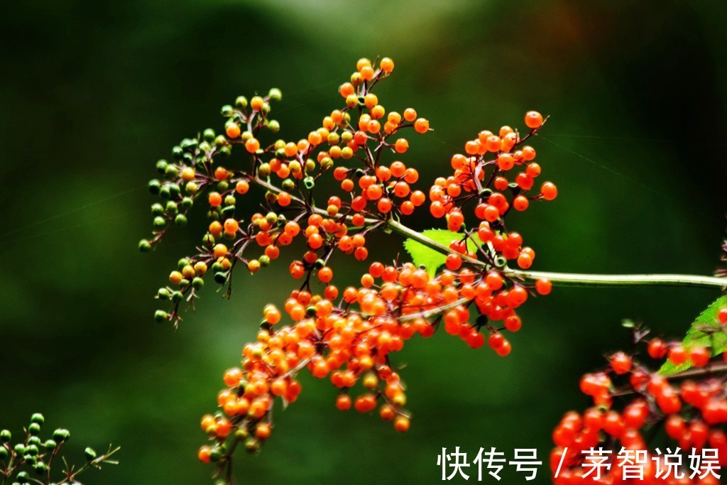 草药|一分钱不花就可治疗颈椎病腰椎病的草药,血满草,接骨草