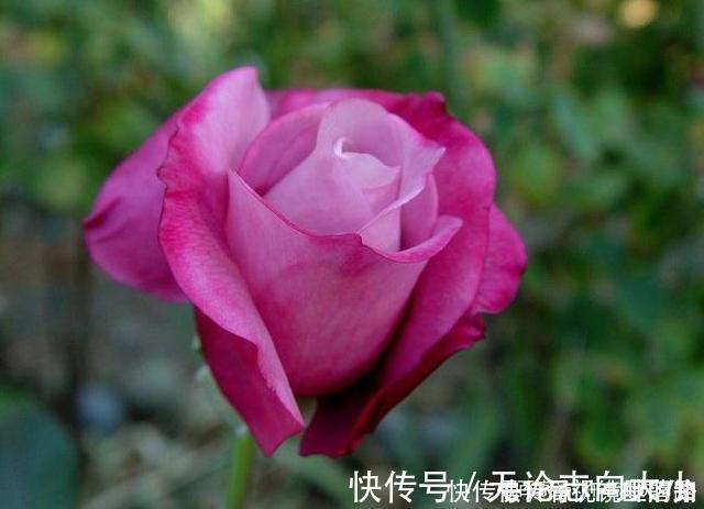 月季|20款紫色月季品种。浓香、抗病非常好养,天然紫色唯美盛开