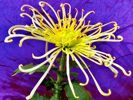 喜欢菊花，不如养盆“菊之珍品”，似白驹向阳，美艳舞魅