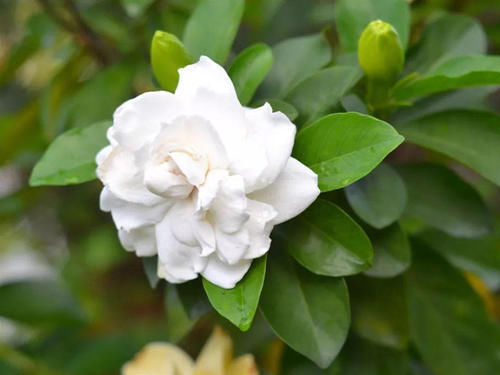 花期到了,栀子花却又掉花苞了,赶紧让它去晒太阳