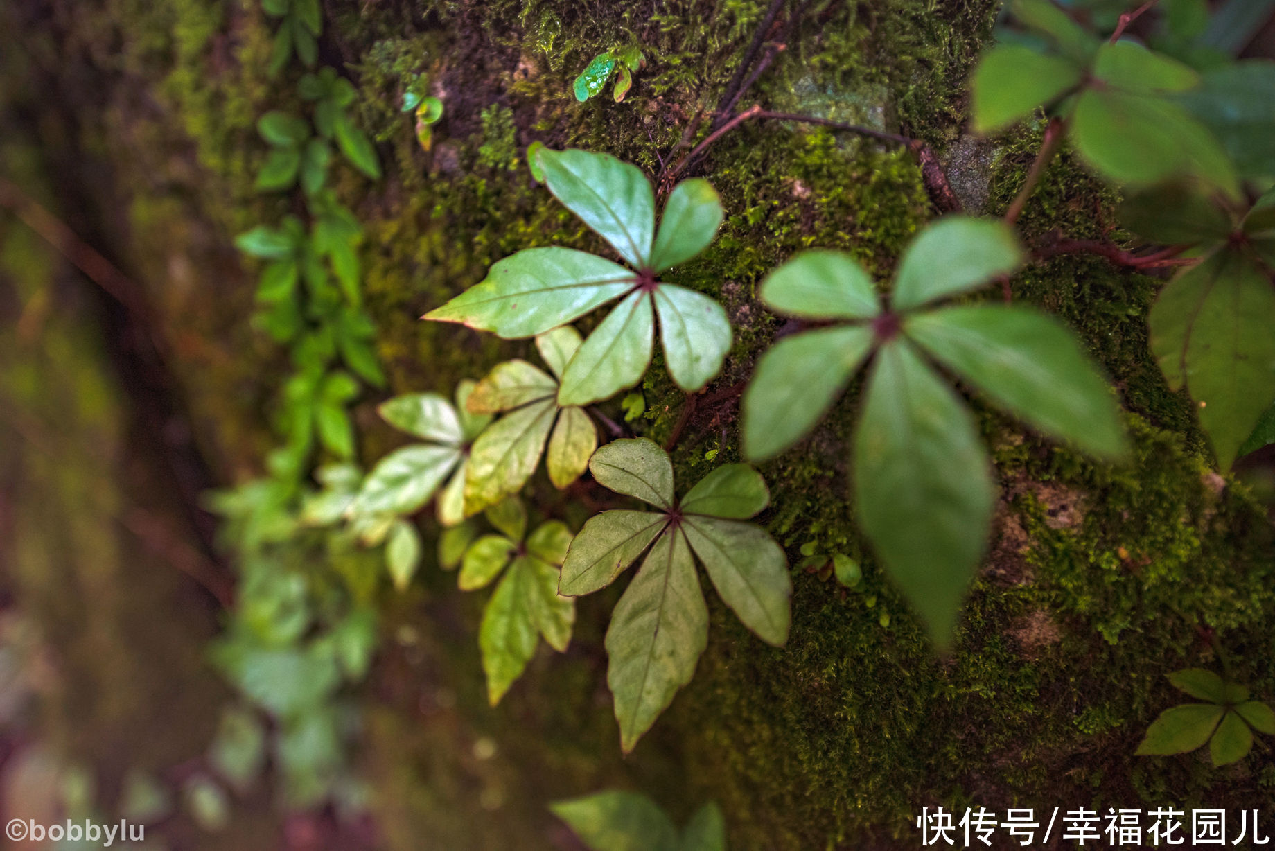 栈道|旅游的“坑”避之不及，但黔南有个坑非但不避，游客还蜂拥而至