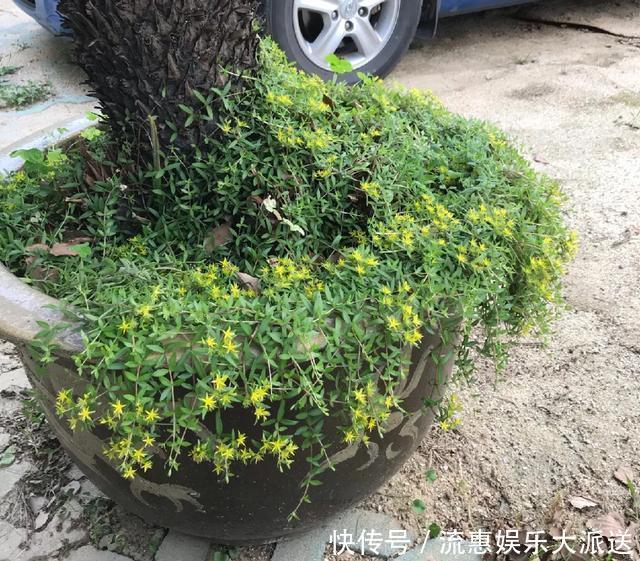 真正的花坚强,墙缝、地缝都能长,开花特别旺!