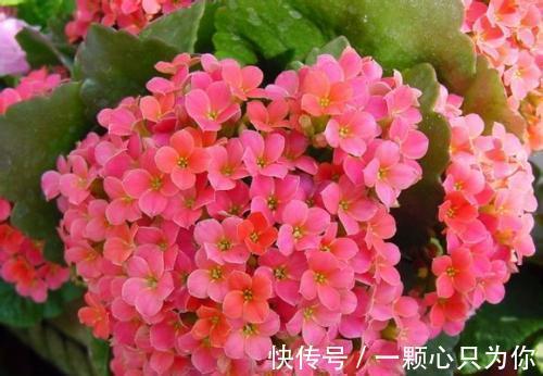 想要把长寿花养好,要做到一少二多三勤