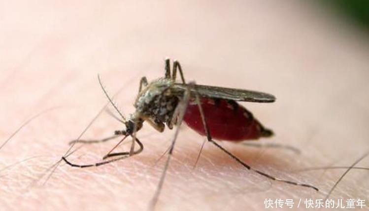 防蚊|夏天蚊子多,如何为宝宝防蚊不受伤害?4个简单方法让蚊子全跑光
