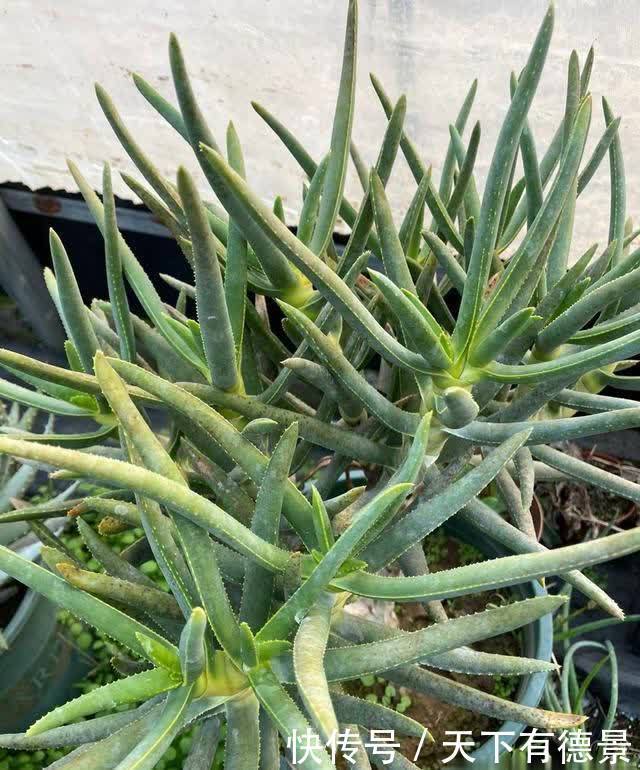 小小的芦荟,也能卖高价,很多人不相信,国外进口价格就是贵