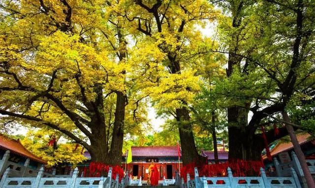 到访|河南这座寺庙突然火热，内有五株老银杏树，号称世界树王