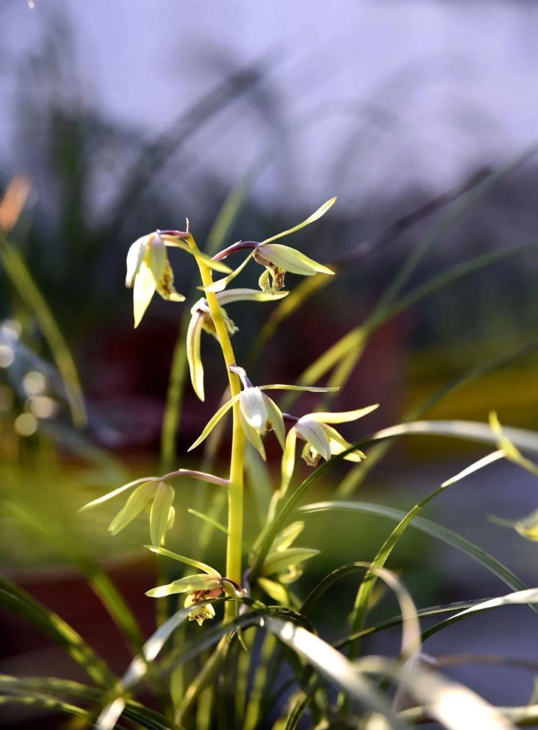 植料|什么树皮种兰花更好?学会处理松树皮,养蕙兰一年都不用施肥