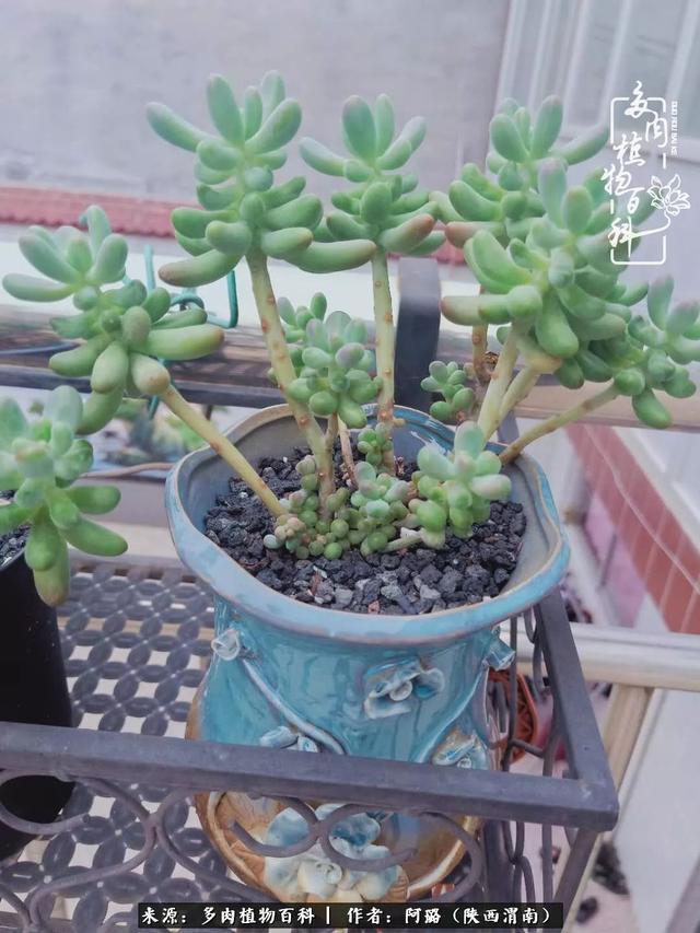 这些年养的那些多肉!附靠谱的多肉度夏小技巧!