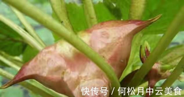江南人|60种常见野菜，高清大图，收集全了真不容易！