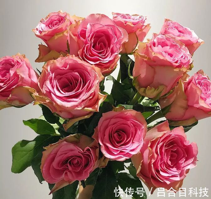 喜欢菊花,不如养盆“精品玫瑰”罗德斯,立体美感,女神最爱