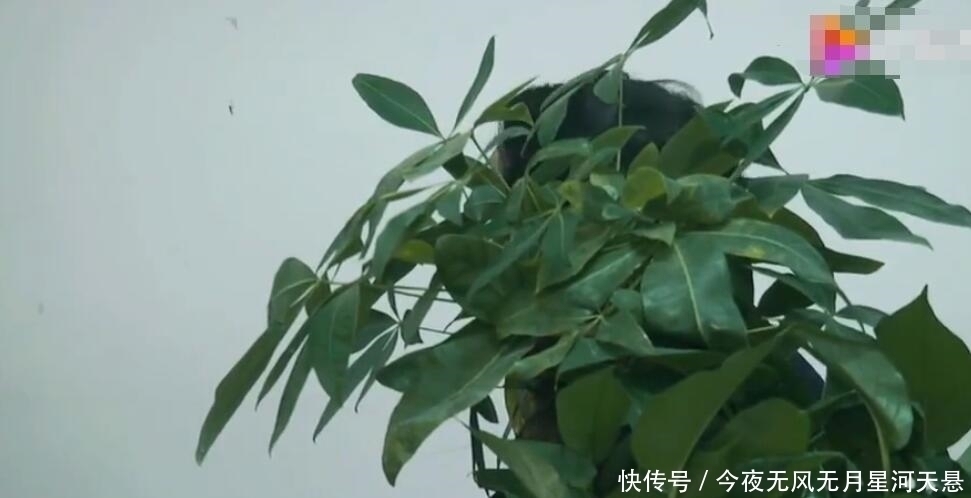 猪皮|小学生被激光笔照射六秒致左眼永久失明,孩子父亲:希望加大监管力度