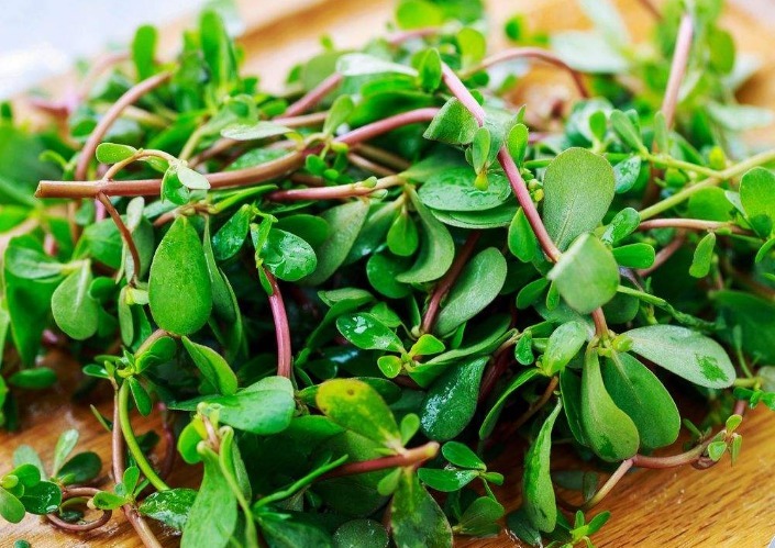 白酒|马齿笕加白酒泡一泡,老人坚持一个月,4大好处不请自来!