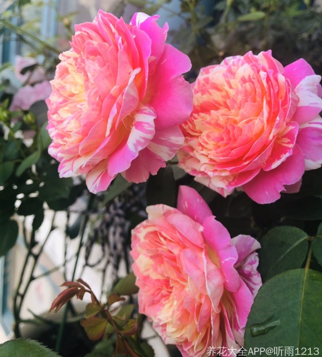 15款经典月季,好看好养,春天开成大花海!