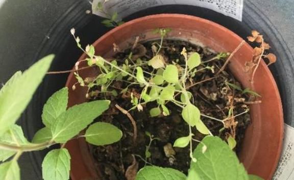 兴趣爱好|花盆长杂草该不该拔？养花高手说不拔好，但有“一种花”必须拔