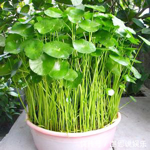 修剪|铜钱草“超爱”1种肥，半月浇1次，蹭蹭长爆盆，叶子比硬币大3倍