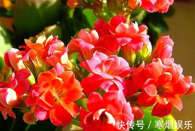 这种长寿花,叶片独特花朵漂亮,不烂根易养护,1年开花300天