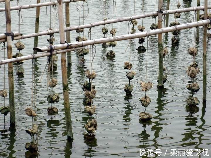 两斤下锅不够吃,城里一个卖8元,殊不知把壳扔海里还能长