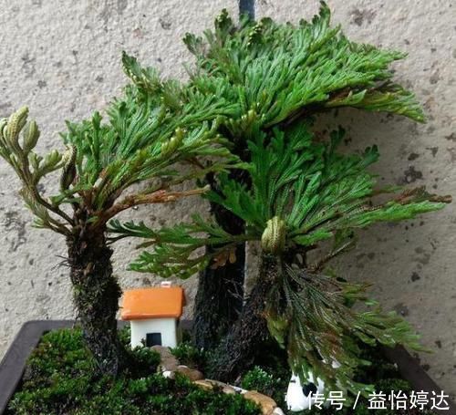 养卷柏无需花钱买幼苗,野外寻些带回家,这样处理制成漂亮盆景