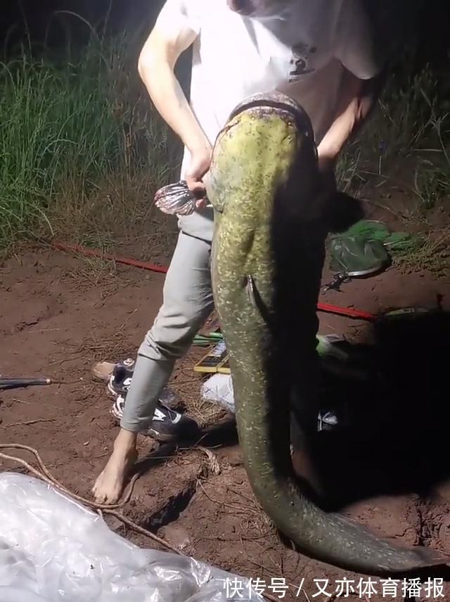 西江80斤鲶鱼王被人钓起！几乎与人等高，网友：应该放生