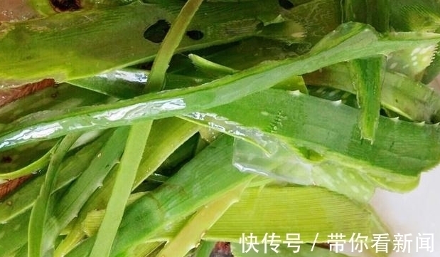 中華蘆薈|秋季，“奔三”女人多吃它，補水潤燥營養嫩膚，比貼面膜效果好