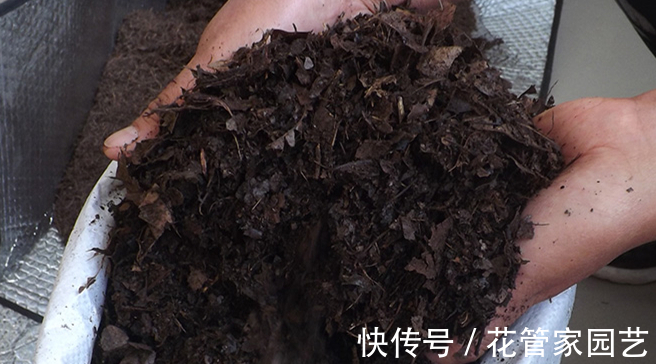 腐叶土|这几种路边别人不要的垃圾捡回家种花,比花钱买的营养土还好