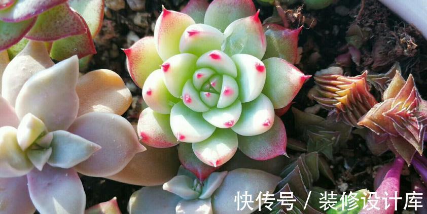 时节|9月养多肉，不要粗心大意，注意这3点盆栽才能平稳生长