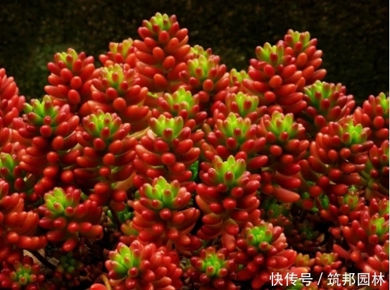 如何配置多肉植物的土壤?