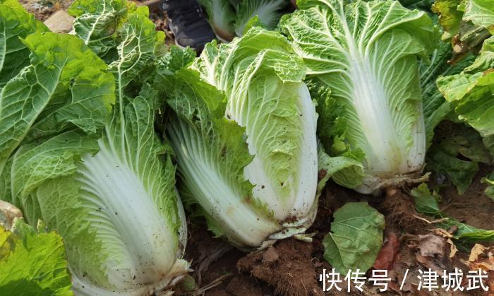 冬天，少吃猪肉多吃它，比吃牛羊肉强，用它蒸白菜馅包子，特别香