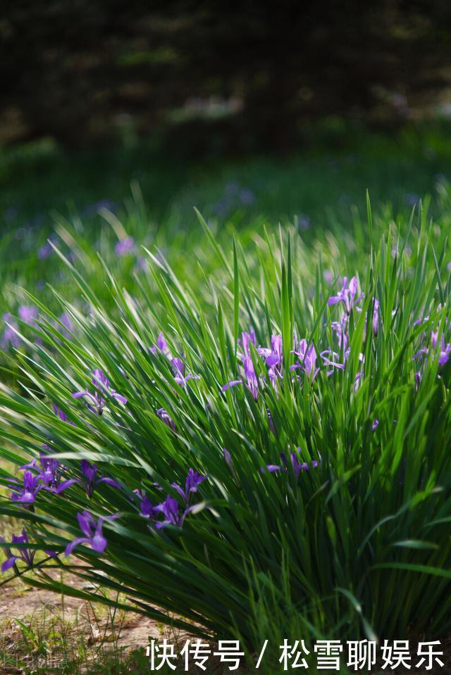 若有幸在路边看到马蔺花,请别犹豫,尽快移植回家,观赏价值高