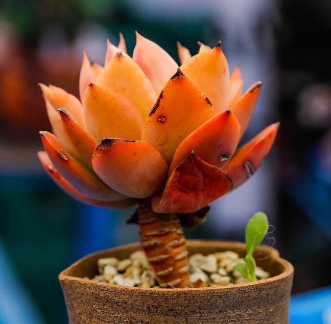 冬天养多肉,记住七句口诀,能把“瘦肉”养成“肥肉”