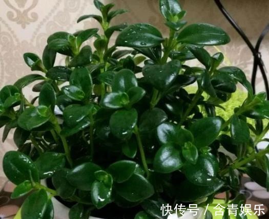 养金鱼吊兰,避免“1点”,叶片油绿不发黄,枝头挂满“小金鱼”