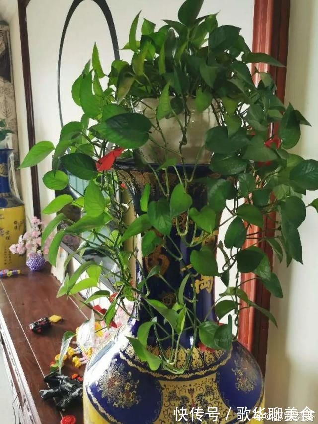 夏天养花,这个地方千万别摆,否则3天死翘翘